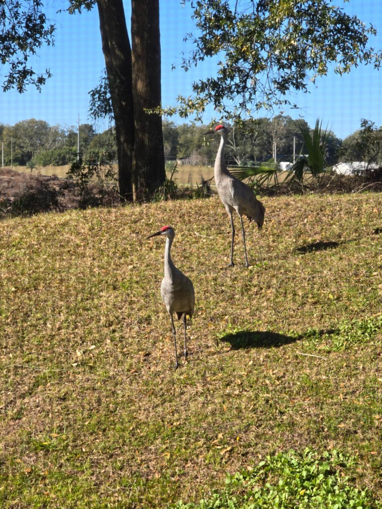 Home Away From Home Mount Dora Extérieur photo